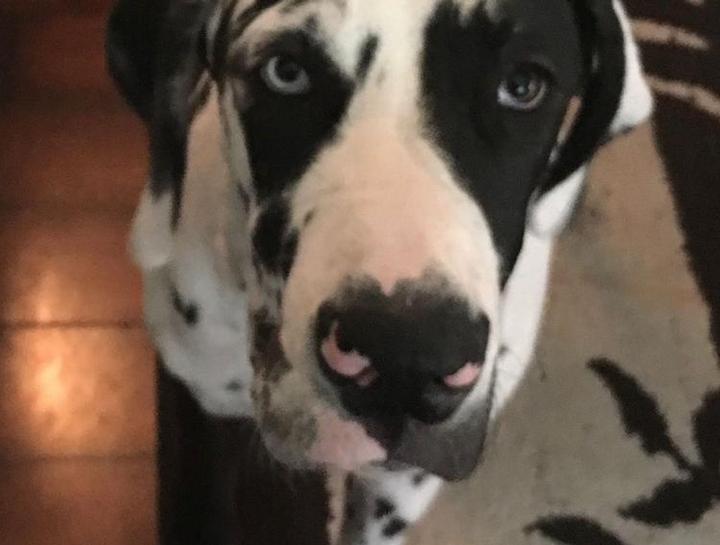 Preventive Care for Dogs